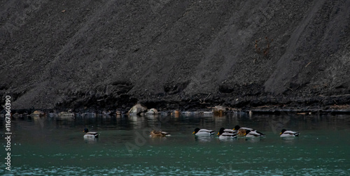 Mallards on Old Man River