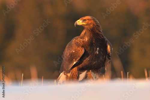 Foto Golden eagle Aquila chrysaetos wildlife prey nature predator beautiful animal be