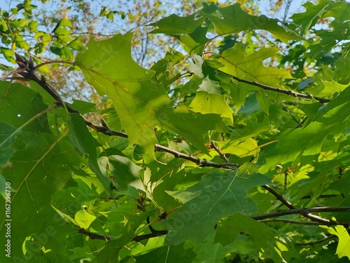 Crown of an swamp oak tree backlit by the sun, close up photo