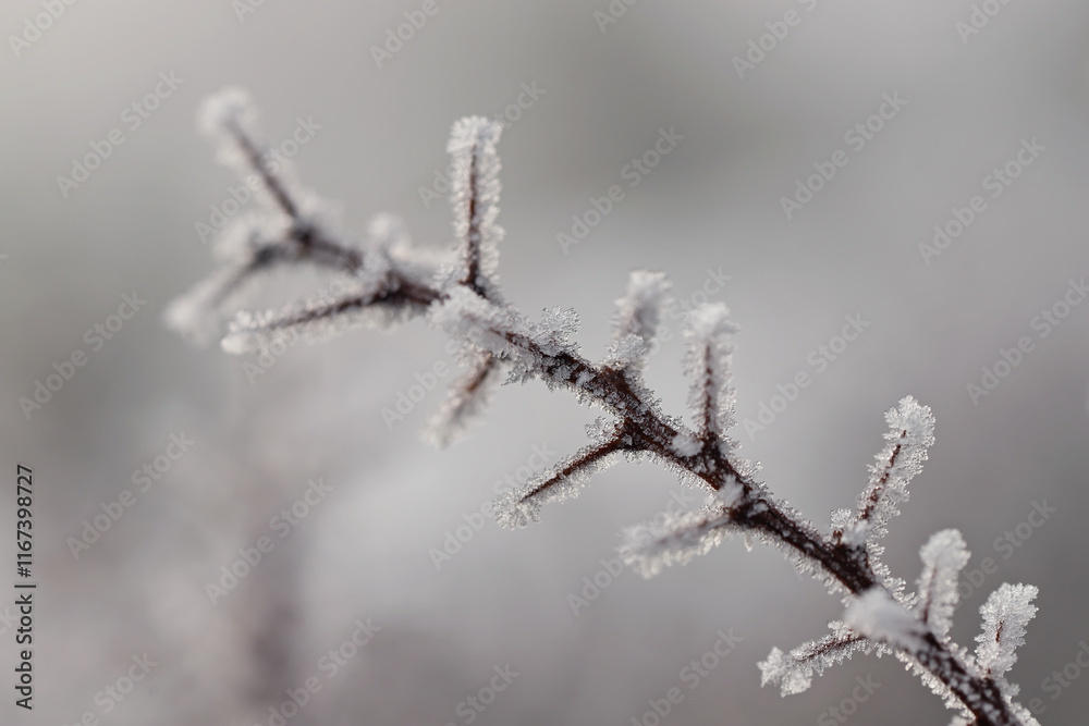 Frost on twig close up Frost on twig close up