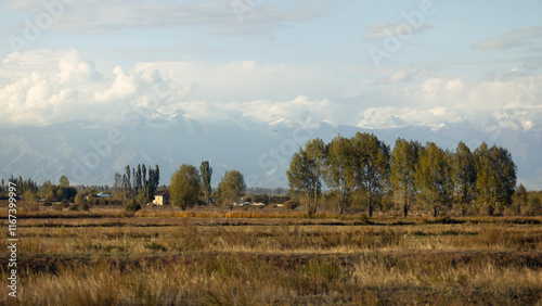 beautiful landscape and meadow in Kyrgyzstan, tree for windbreaks photo