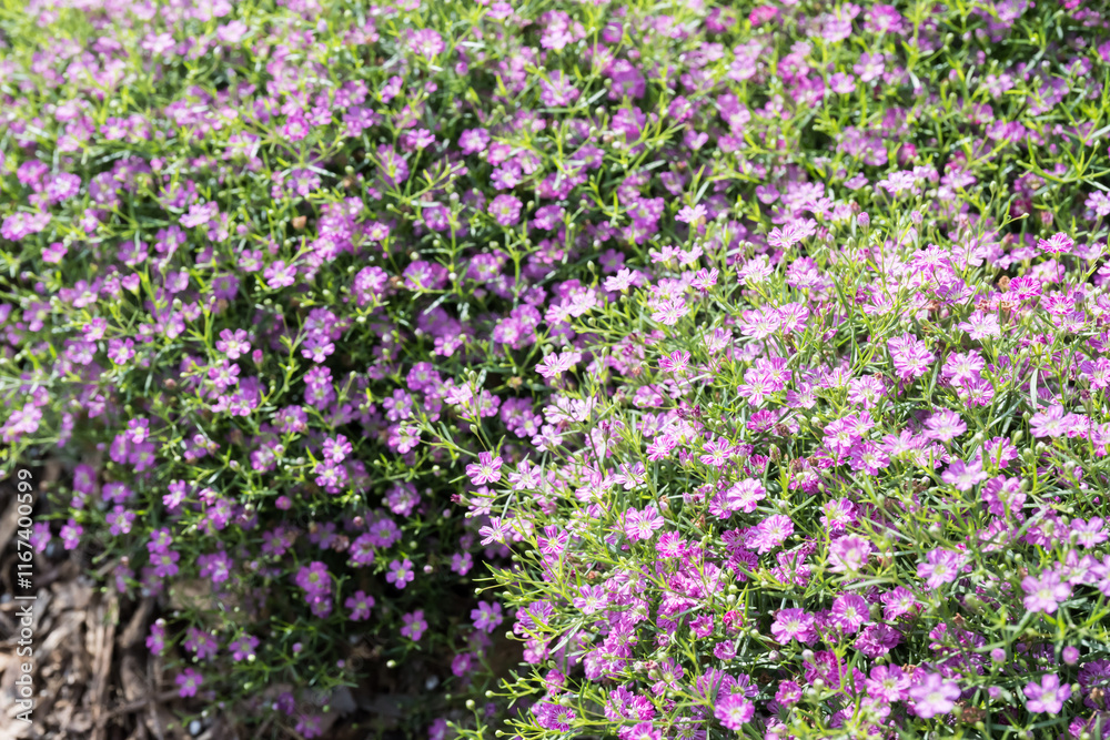 Beautiful Low Baby's-breath (Gypsophila muralis) flowers. Beautiful Low Baby's-breath (Gypsophila muralis) flowers.