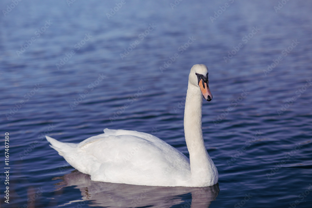 swan on the lake swan on the lake