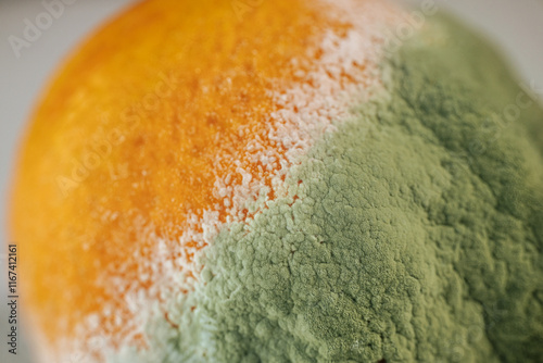 Close-up of an orange covered in green and white mold, illustrating food spoilage and decomposition. Ideal for educational or awareness materials.