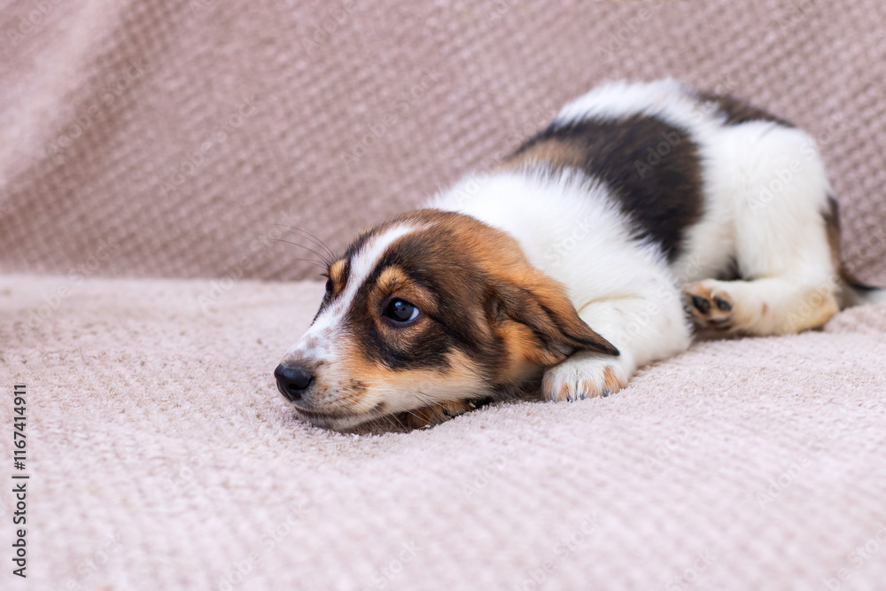 An Adorable Puppy is Relaxing Comfortably on a Soft Surface, Enjoying Its Peaceful Moment An Adorable Puppy is Relaxing Comfortably on a Soft Surface, Enjoying Its Peaceful Moment