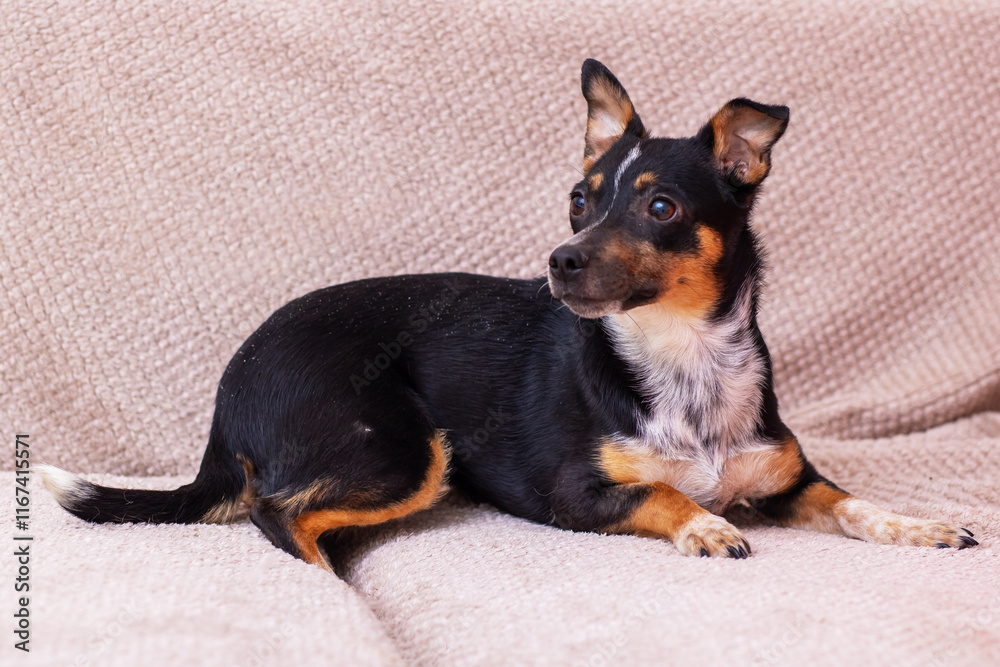 An adorable small dog is relaxing comfortably on a cozy sofa, radiating joy and happiness An adorable small dog is relaxing comfortably on a cozy sofa, radiating joy and happiness