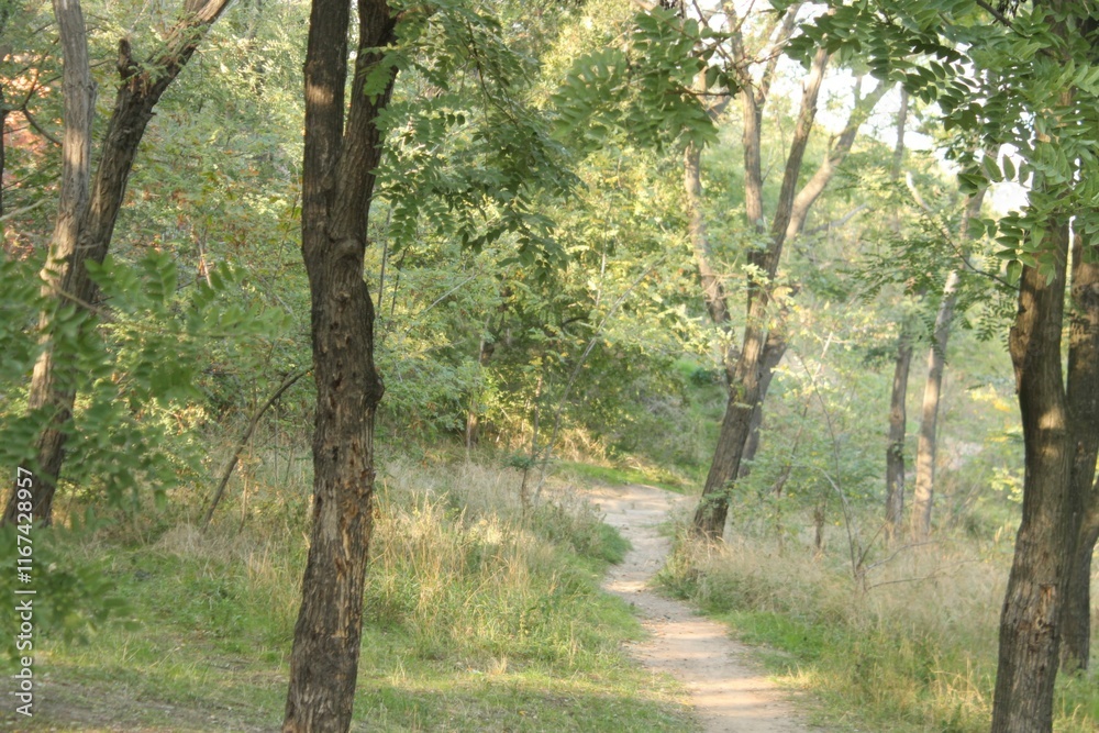 Fototapeta premium Forest