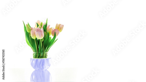 Chromatic Bloom: A Bio-Chemical Time-Lapse of Tulip Transformation