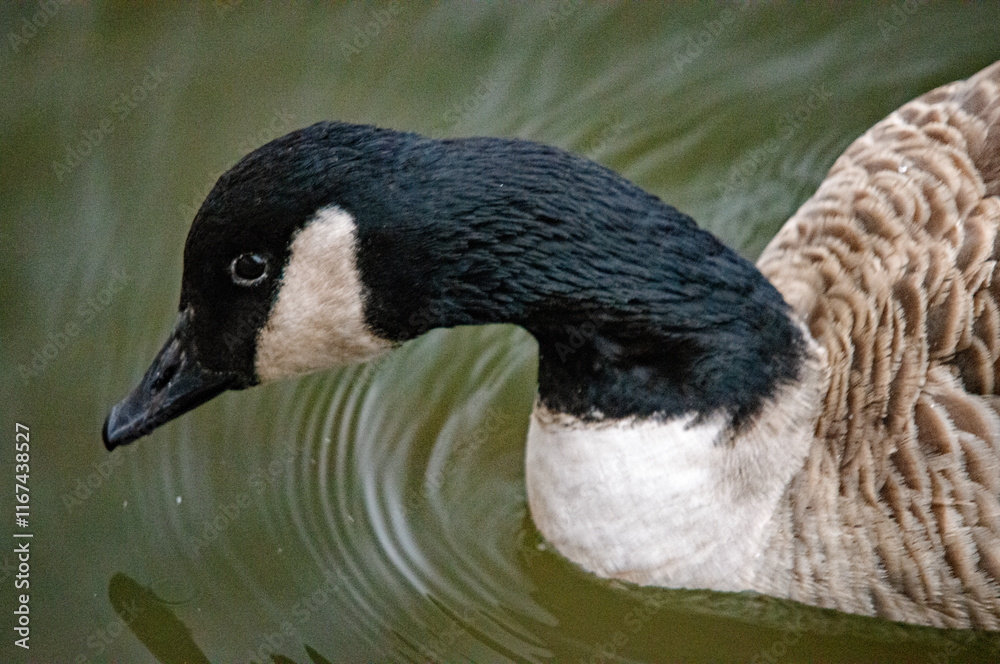 Obraz premium Porträt einer Weißwangengans