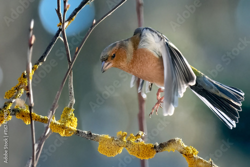 Un fringuello maschio (Fringilla coelebs) vola tra i rami di un albero. photo