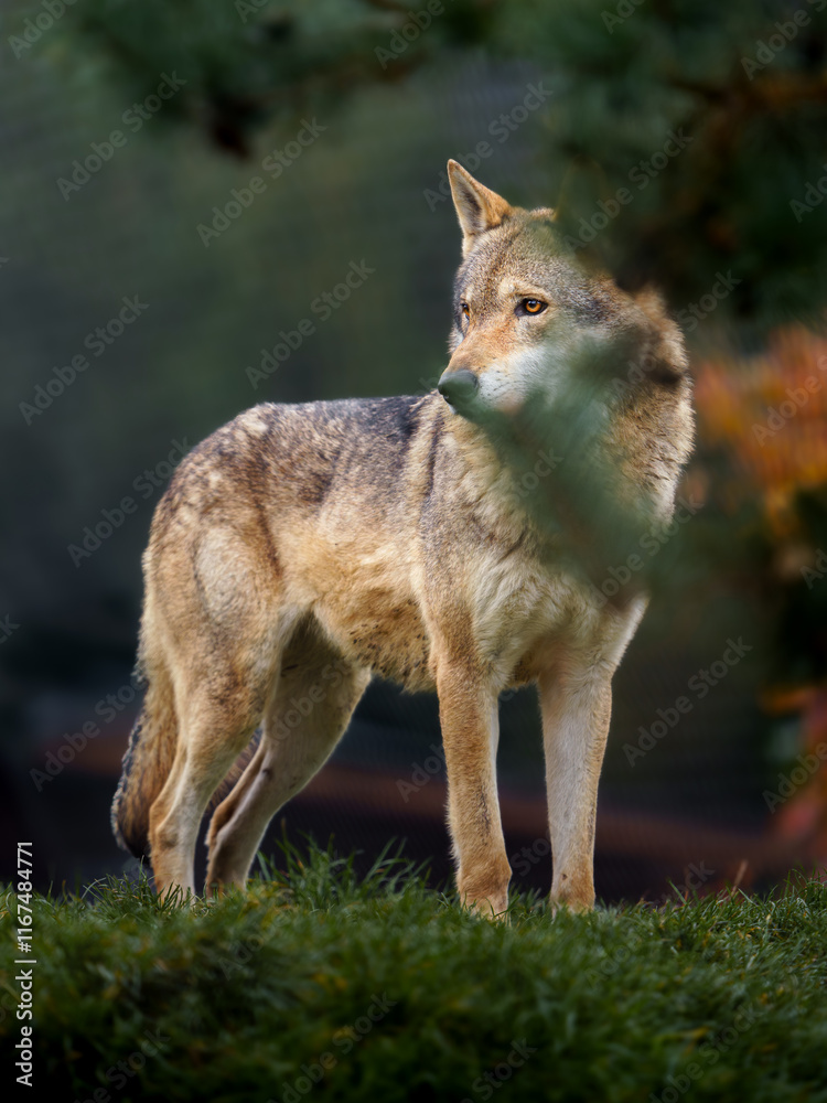 Fototapeta premium Grey wolf in autumn nature