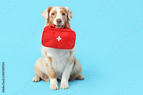 Cute Australian Shepherd dog with first aid kit on blue background