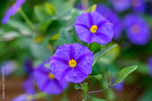 Vibrant blooming purple flowers create a serene garden atmosphere in the early morning light