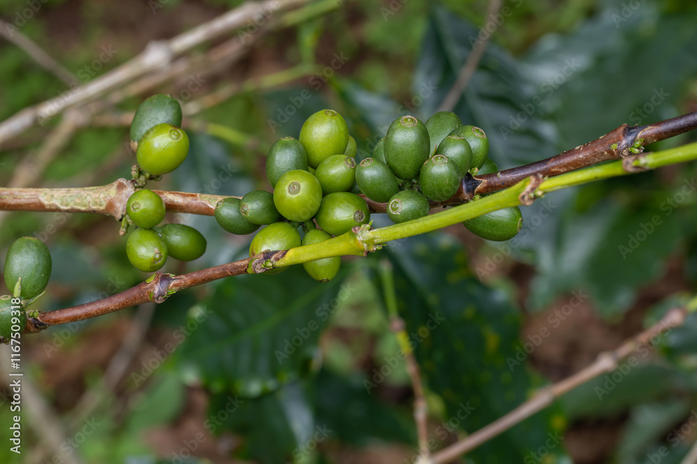 Coffee tree concept. Organic coffee berries beans. Red berry branch. coffee beans on the tree organic farming concept Coffee tree concept. Organic coffee berries beans. Red berry branch. coffee beans on the tree organic farming concept
