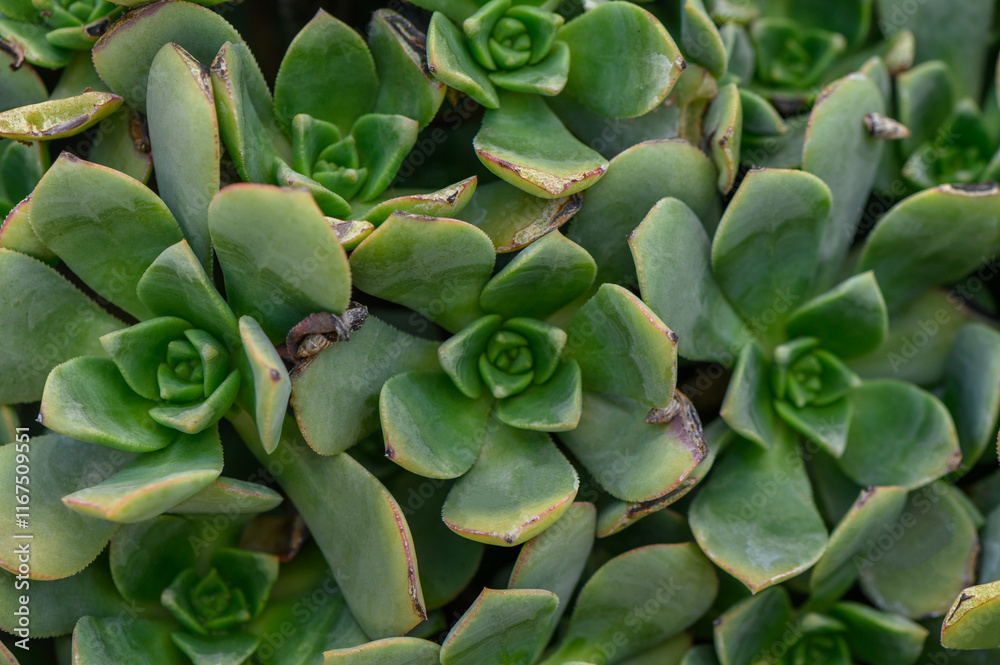 Lush greenery with vibrant succulents thriving under gentle sunlight in urban garden setting Lush greenery with vibrant succulents thriving under gentle sunlight in urban garden setting
