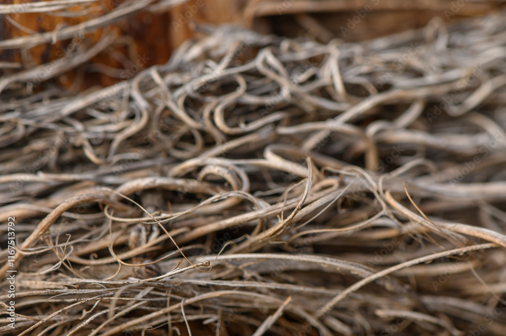 Twisted strands of nature's artistry captured in intricate detail at an outdoor location Twisted strands of nature's artistry captured in intricate detail at an outdoor location