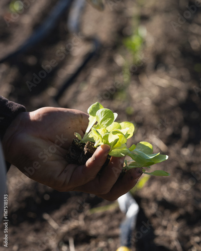 man's hand holding lettuce sprouts ready to be planted in the soil