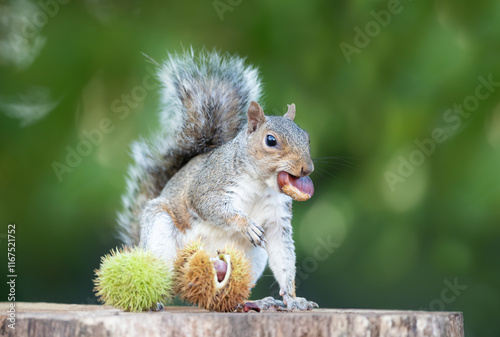 Grey squirrel eating sweet chestnut fruit on a tree stump in autumn photo