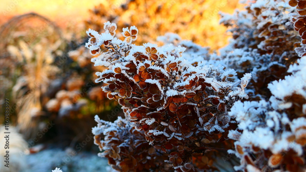 Raureif auf Blütenstand der Rispen Hortensien