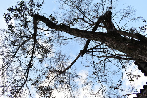Fotografija árbol en otoño