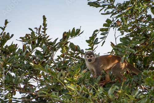 Humboldt's Squirrel Monkey