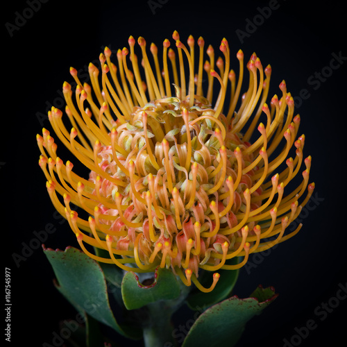 Pincushion Protea Flower Closeup