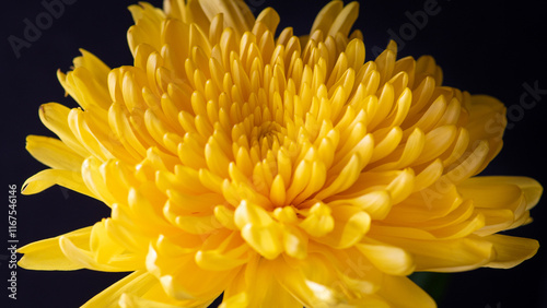 Yellow Chrysanthemum Closeup