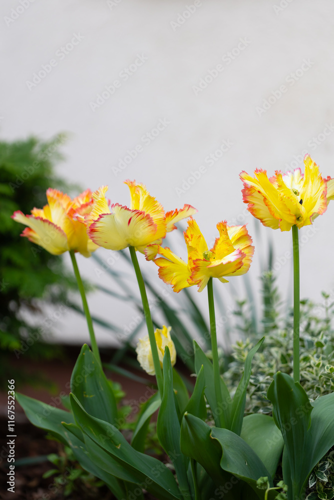 Żółte kwiaty, tulipany papuzie, ogród botaniczny, tło kwiatowe, tapeta Żółte kwiaty, tulipany papuzie, ogród botaniczny, tło kwiatowe, tapeta