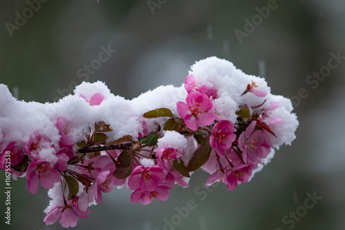 Spring snow on Cherry Blossoms