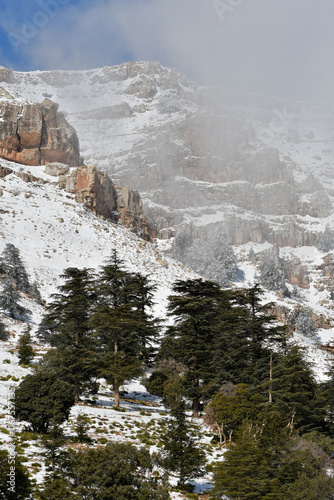 Scenic view of snow covering Blue Atlas Cedar trees in Chelia Mountain in Algeria photo