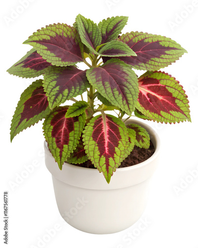 A Coleus plant with bright, variegated green, red, and purple leaves, displayed in a small, round white ceramic pot