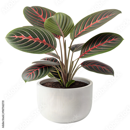 A Maranta with oval-shaped, dark green leaves featuring red veins, potted in a sleek, modern white planter photo