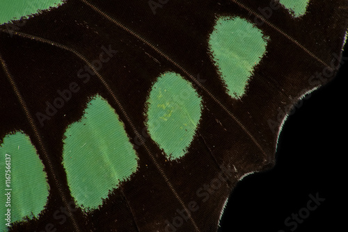 Tableau sur toile Dido longwing butterfly, semitransparent green wing scales macro