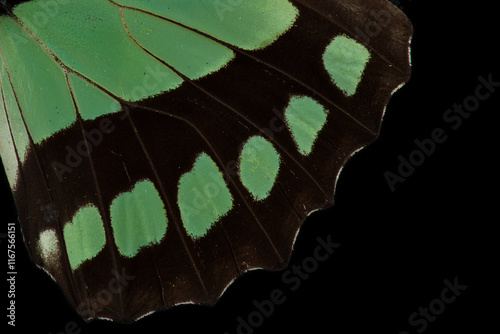 Photos Dido longwing butterfly, semitransparent green wing scales macro