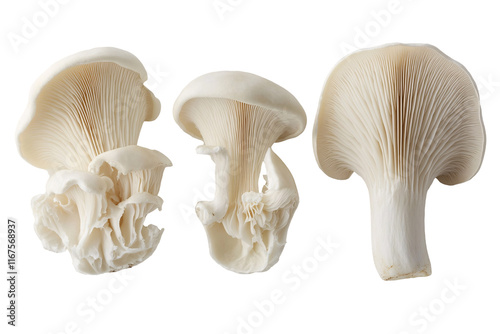 Isolated Oyster Mushroom Cluster and Slices