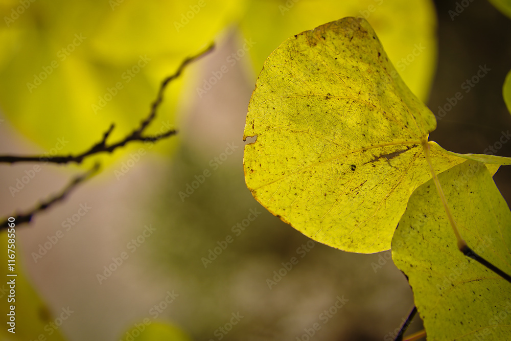 Obraz premium Feuille 2