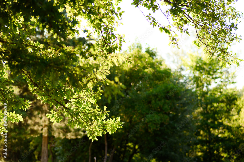 Fototapeta premium Sunlight through the treetops