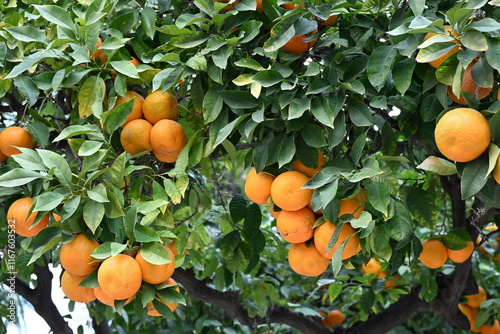 pomarańcze na drzewie pomarańczowy zielony liście świeże 