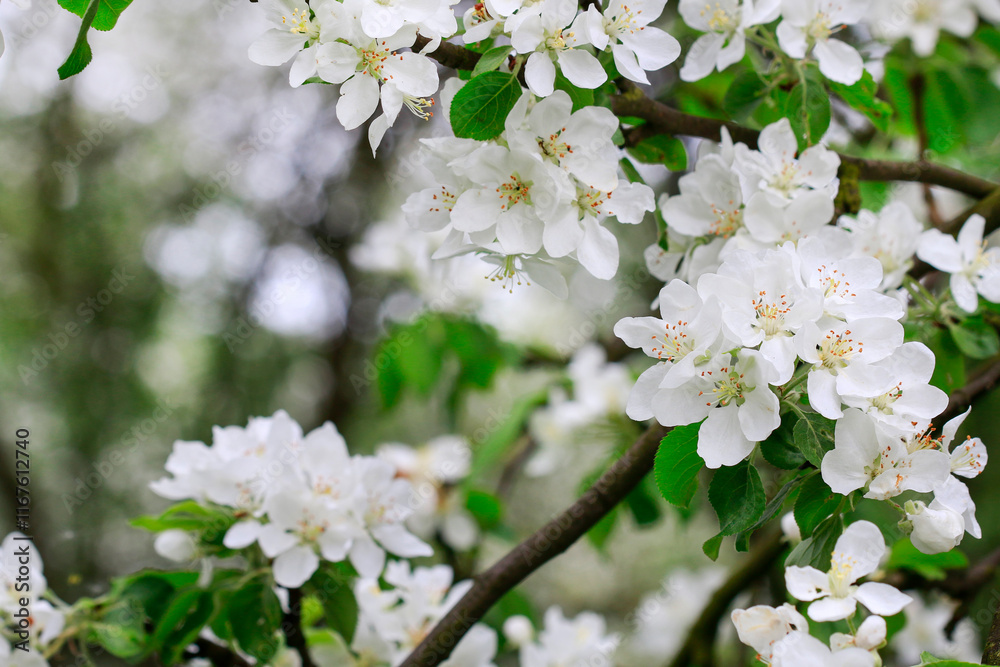Apple blossom in the garden. Spring flowers on tree.