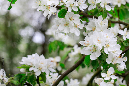 Obraz na płótnie Apple blossom in the garden. Spring flowers on tree. w salonie