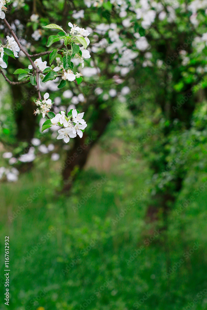 Apple blossom in the garden. Spring flowers on tree.