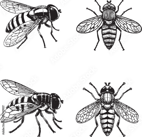 Detailed Illustrations of Flies