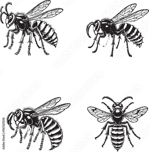 Detailed Illustrations of Bees