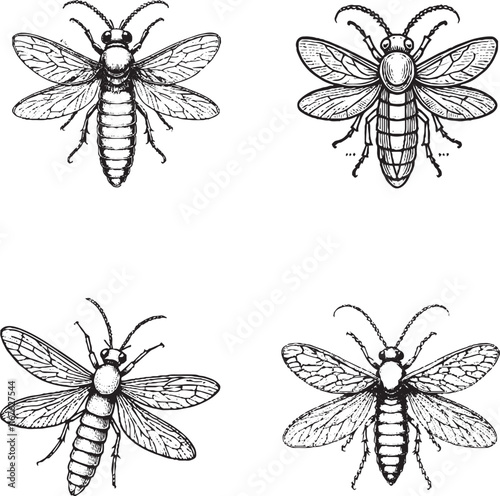 Detailed Illustrations of Bees or Wasps