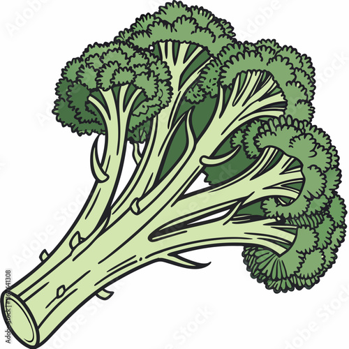 broccoli isolated on white background