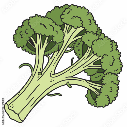 broccoli isolated on white background