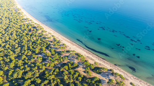 Aerial photo of pine forest next to the sea photo