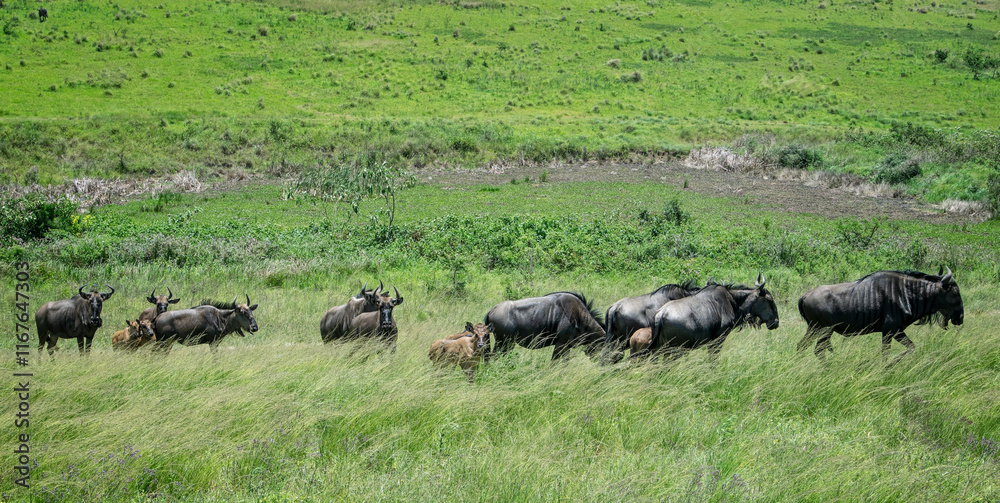 Herd of wild wildebeest including young calves in African bush at Tala Game Reserve, near Durban, South Africa on 15 December 2024
