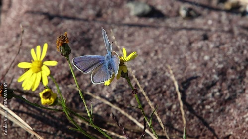 polyommatus icarus common blue butterfly on a senecio inaequidens or narrow-leaved ragwort photo