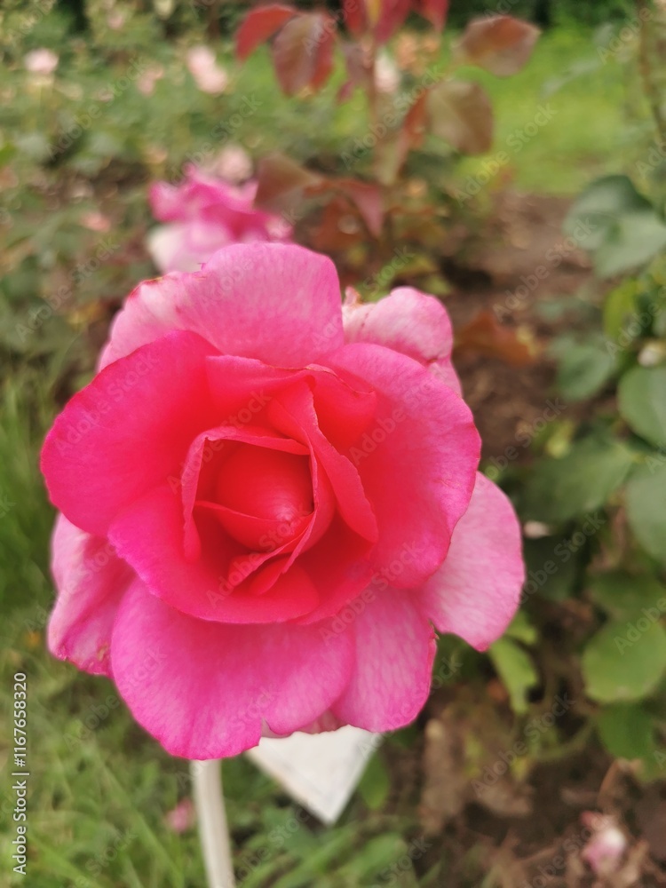pink rose